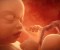20-human-foetus-in-the-womb-artwork-jellyfish-pictures-2a082