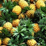 1284487052-pineapple-harvest-kicks-off-in-indonesia_440399